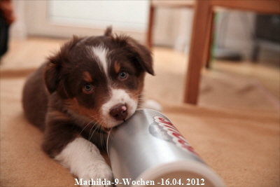 Mathilda-9-Wochen - 2012-02-16-4